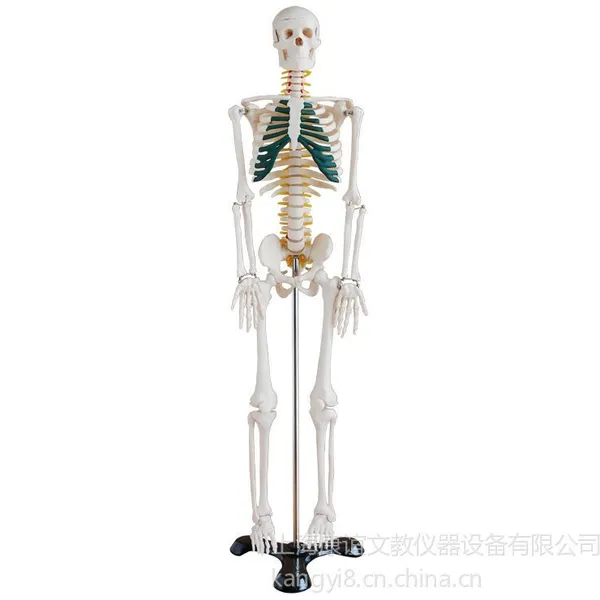 ��Ӧ������KAY/A003�����������ģ��85CM����걾ģ��