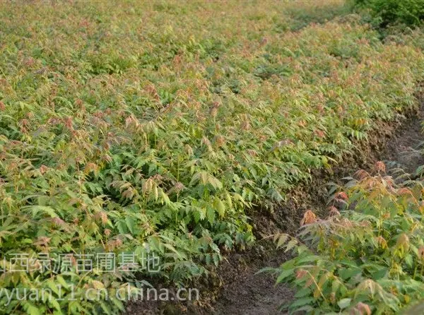 供应五角枫小苗 2年五角枫小苗
