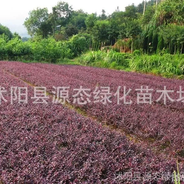 供应红叶石楠、雪松、红帽月季、八仙花、冬青等花木