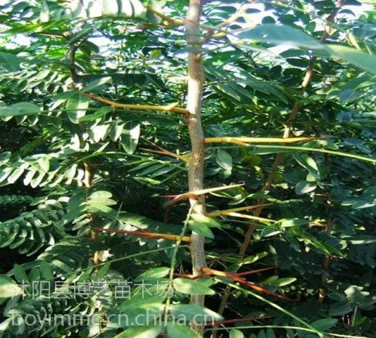 供应大刺皂角行道树苗绿篱围墙带刺苗木