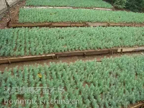 供应雪松苗树形高大挺拔四季郁郁葱葱滞尘能力强大沭阳花木价格