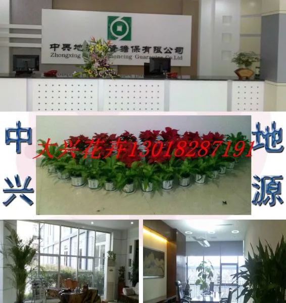 供应成都植物花卉租摆租赁,出租,去污染,净化空气