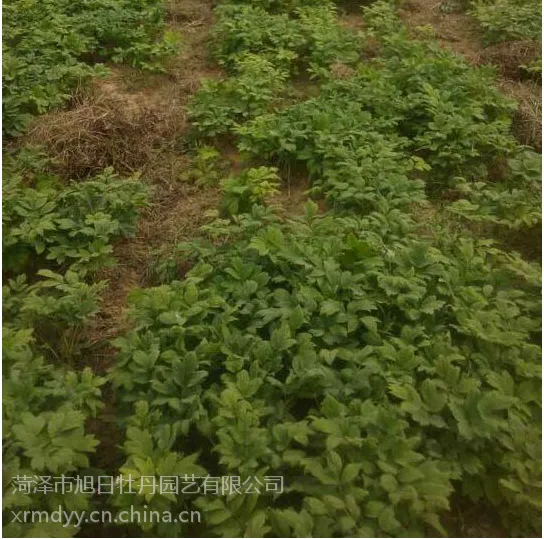 ��Ӧ����ĵ����������