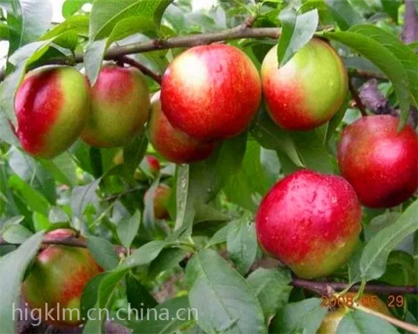 陕西大荔油桃基地,大荔46-28油桃批发,油桃产地价格