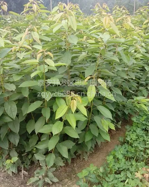 ������ӣ���磬���ӣ�Ҽ޽��磬1�׸�ӣ����۸�