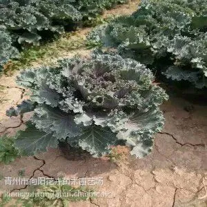 质优价廉的冬季草花羽衣甘蓝上市了青州向阳草花苗木基地
