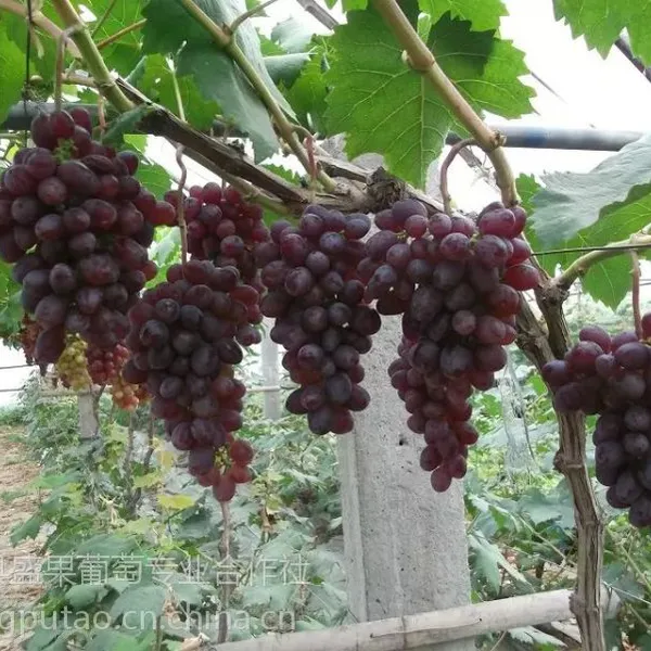 四川葡萄苗,重庆葡萄苗,江西葡萄苗