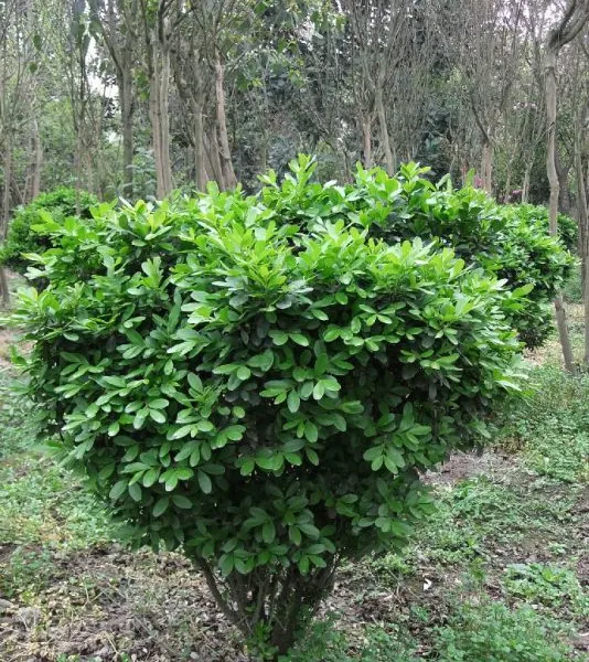 成都苗木基地供应黄杨 成都黄杨价格 成都黄杨苗木基地