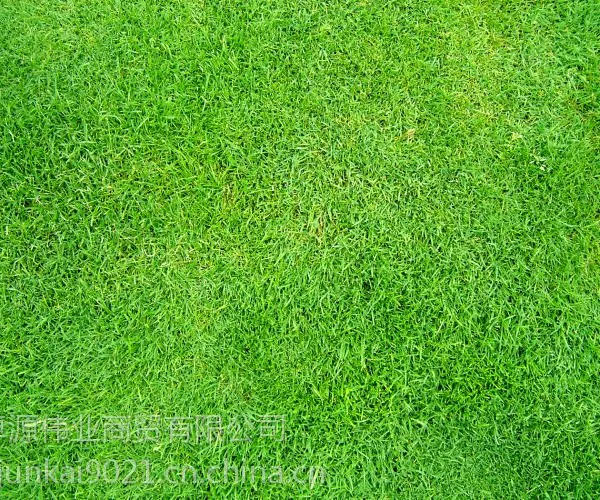 哪里的草坪好北京装饰仿真草坪厂家直销