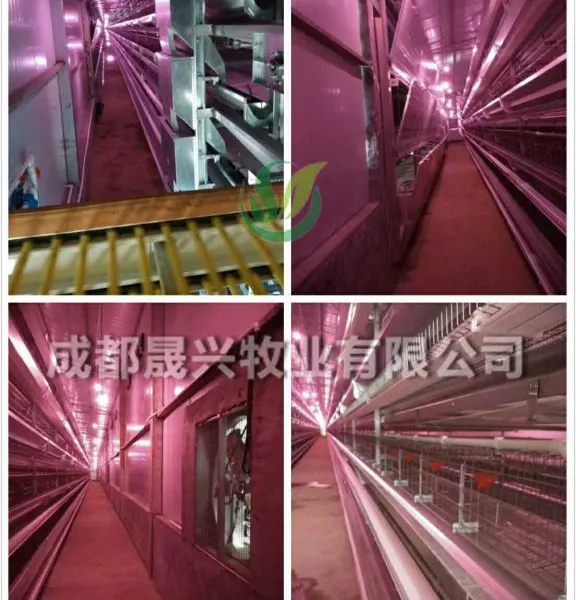 【晟兴牧业】9TLXD-5250型全自动化蛋鸡设备