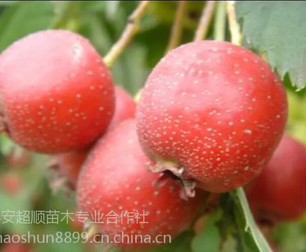 超低价易成活,果实丰满 的山楂苗
