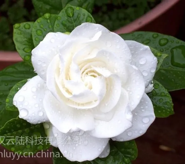 武汉小栀子花盆栽带花苞当年开花,可免费送货,使空气长久芳香
