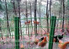 散养鸡护栏网厂家@晟卿散养鸡护栏网供应商