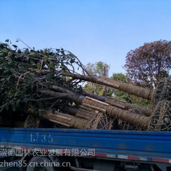 成都白玉兰基地 优质精品 低价出售 批发咯 买白玉兰到崇德园林