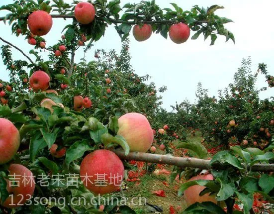 通辽、扎兰屯出售龙丰果树苗、白城晚黄李子苗