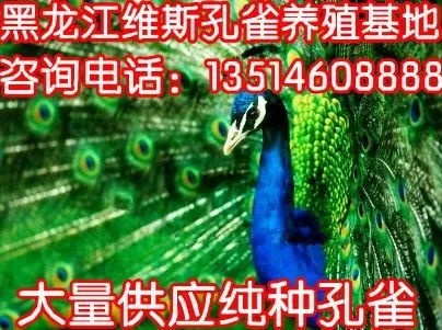 供应内蒙古有没有蓝孔雀养殖场在什么地方？多少钱一只