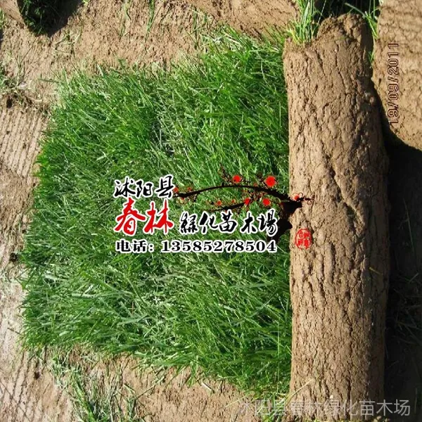 供应出售全国草坪 高羊茅 马尼拉 草皮 草坪 四季青草坪 工程草坪