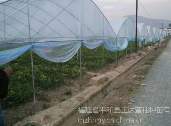 广西三红蜜柚苗哪里买才正宗,广西三红柚子苗|果树苗种植