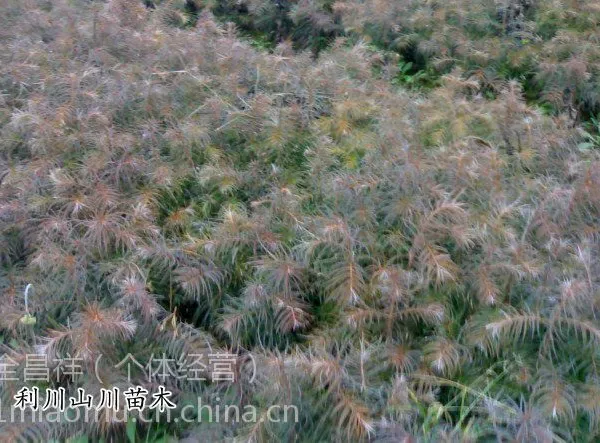供应杉木树苗,当年苗、苗高10-20厘米、地径0.15-0.2