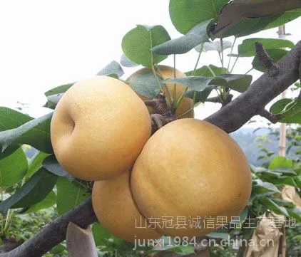 供应山东冠县丰水梨价格/丰水梨产地