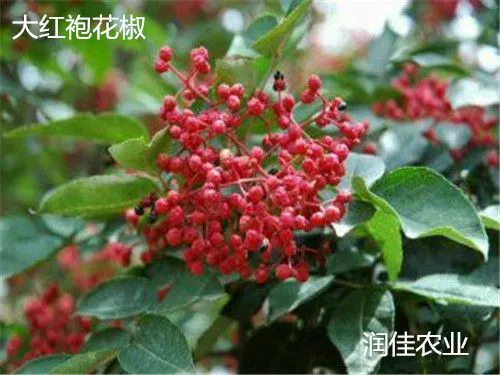 泰安润佳农业花椒苗基地大量供应大红袍花椒苗价格优惠易成活产量高