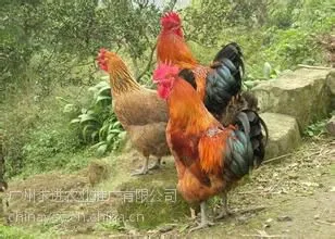 2018��������鼦�籨�ۣ�����***���˷�