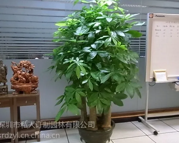 深圳宝安工业区室内外绿化养护,花卉租摆业务专业私人订制园林公司
