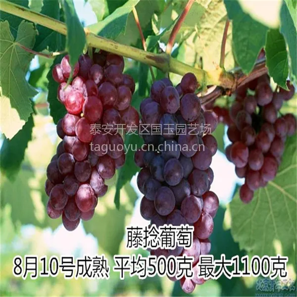 葡萄苗新品种 美红葡苗萄 寒香蜜葡萄苗 夏黑 品种齐全