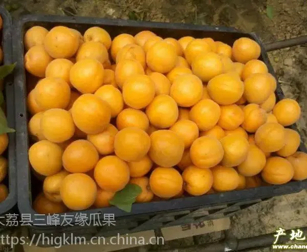 大棚杏 子产地 陕西金太阳杏产地 丰源红杏***格基地