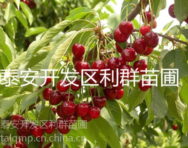 供应矮化樱桃苗价格 矮化樱桃树苗 矮化樱桃树 矮化大樱桃苗 矮化樱桃树树苗