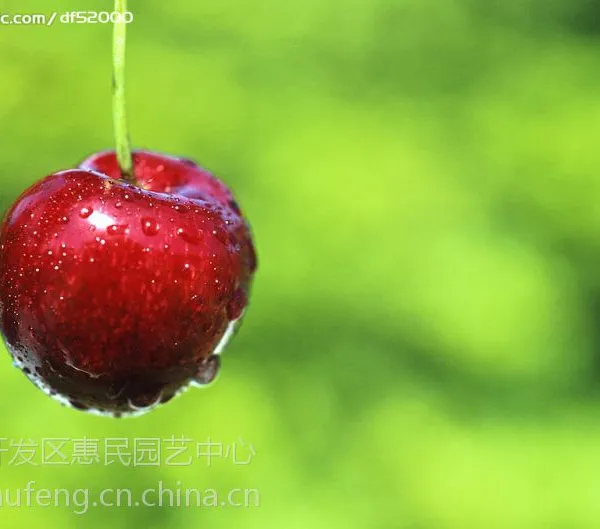 山东泰安优质早红宝石樱桃苗批发价格