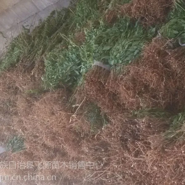 咨询占地枸杞苗 枸杞苗价格