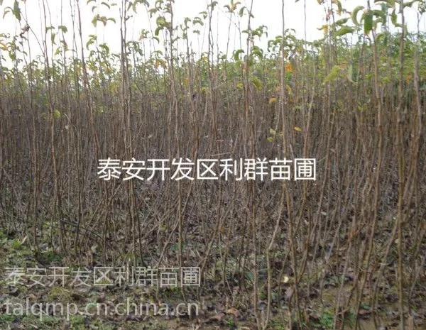 ��Ӧ������ ����ʵ���� ���������
