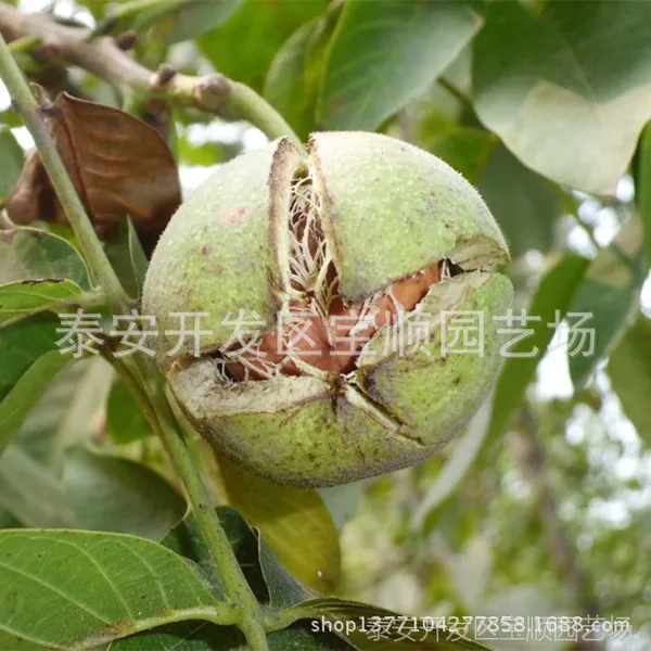 元丰 香玲核桃苗批发 嫁接核桃苗价格 山东核桃苗 桃树苗品种