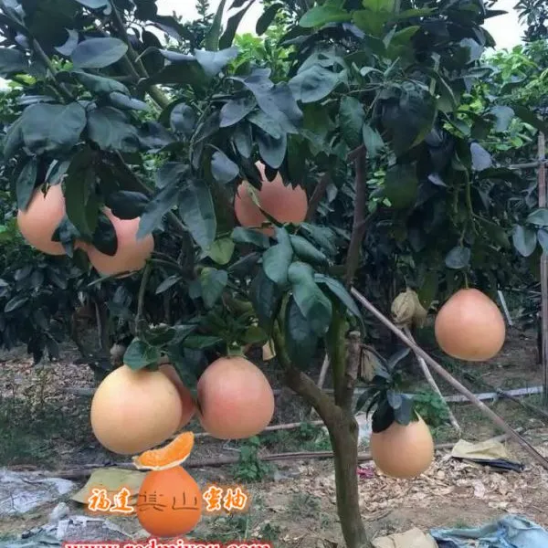 供应红皮红肉蜜柚苗(一年苗50CM)