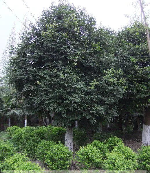 天竺桂价格 天竺桂价格 天竺桂图四川天竺桂价格