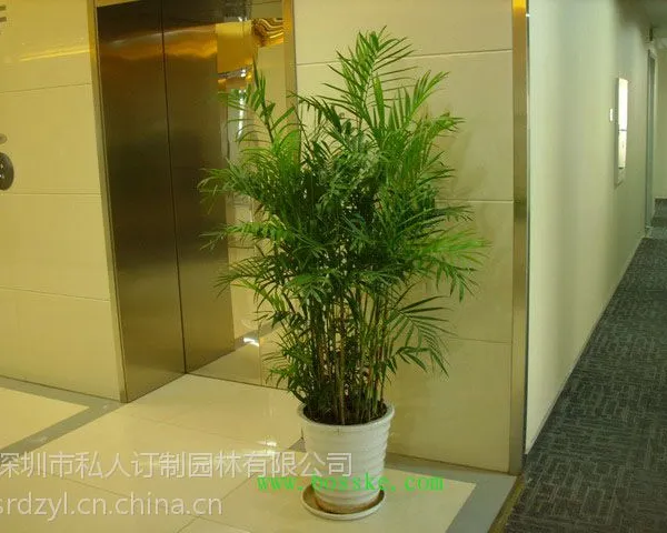 深圳宝安酒店花卉租摆业务哪里好?专业酒店花木租摆私人订制