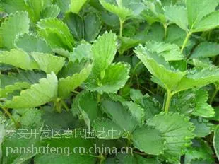 山东泰安全明星草莓苗批发价格,硬质果全明星草莓栽子价格