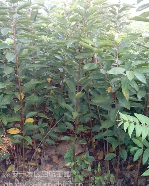 山东3公分樱桃树苗批发,基地直销樱桃苗价格,山东樱桃树批发中心