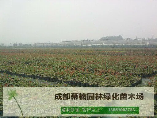 成都红叶石楠价格 红叶石楠苗木基地