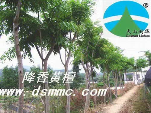 供应花梨木苗,海南黄花梨,降香黄檀苗,红木苗
