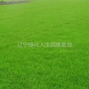 ��Ӧ������ƺ ��Ƥ �ݾ�����