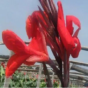ʯ������˽� רҵ�����˽��г��۸�
