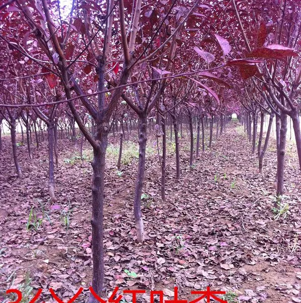 山东紫叶李,10公分紫叶李,低价处理
