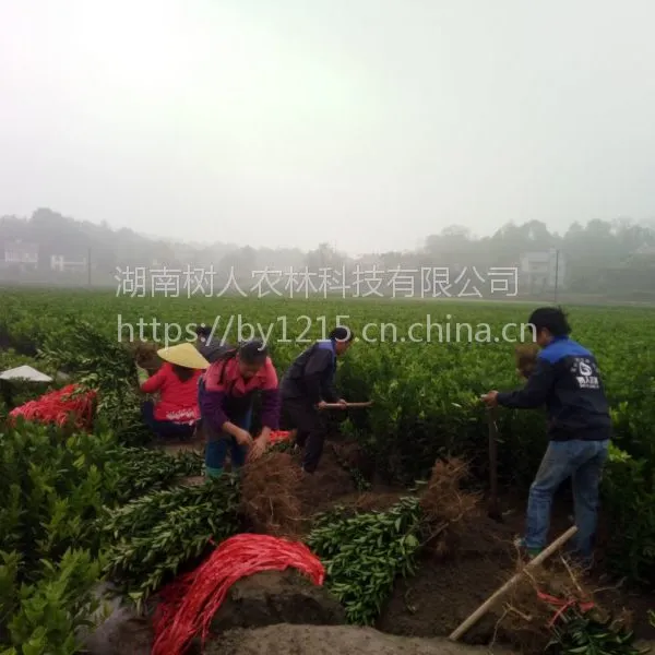 锦红冰糖橙柑橘苗木基地|30—70公分一年苗|湖南柑橘苗厂家 甜橙类
