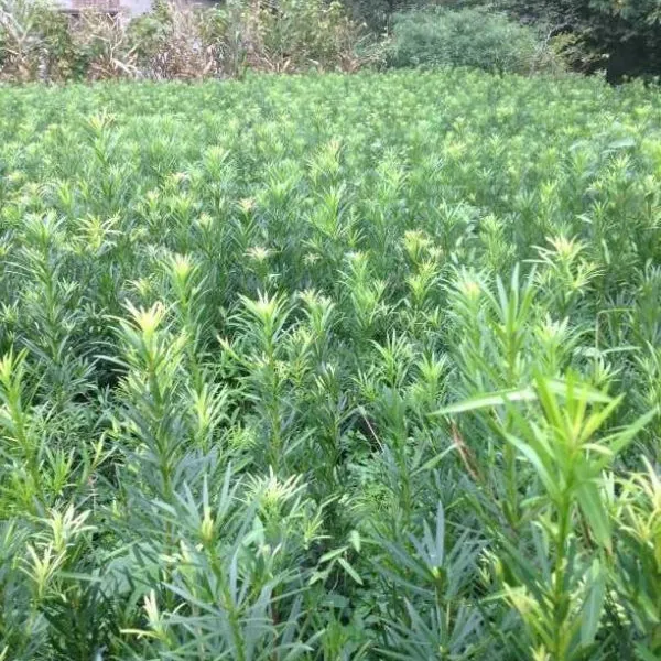 湖北星斗山的罗汉松/利川信都苗木/康健13277529460