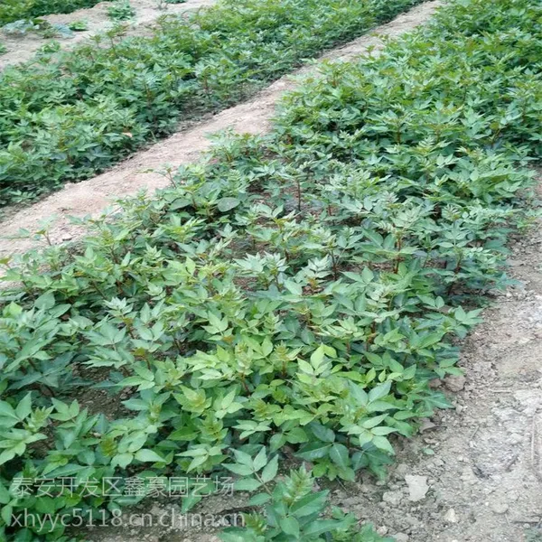 花椒苗一亩地种植多少?什么品种花椒苗好?云南花椒苗
