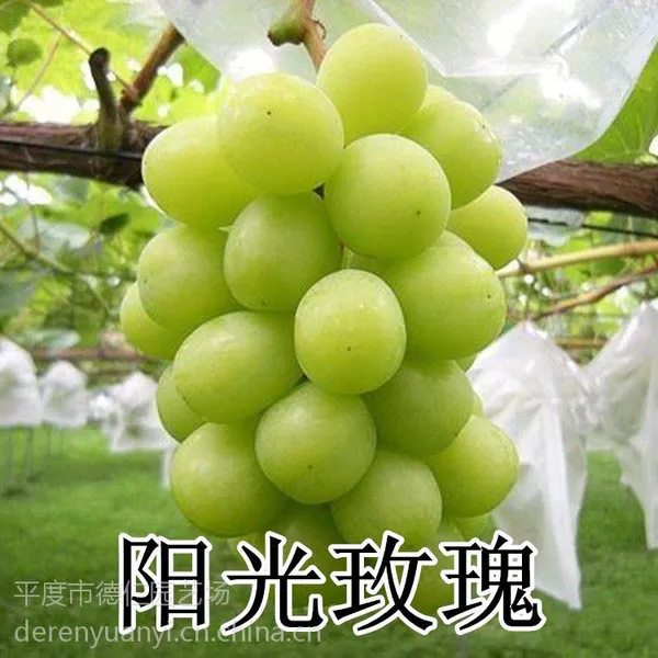 山东大泽山 嫁接扦插种苗 阳光玫瑰葡萄苗 南北方种植中熟好吃