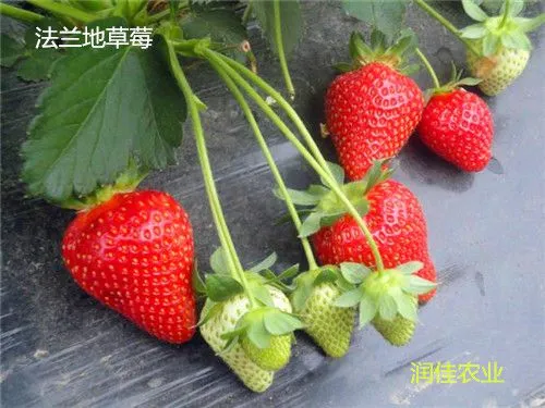 泰安润佳农业大量供应红颜 章姬 法兰地 甜查理 丰香等品种草莓苗