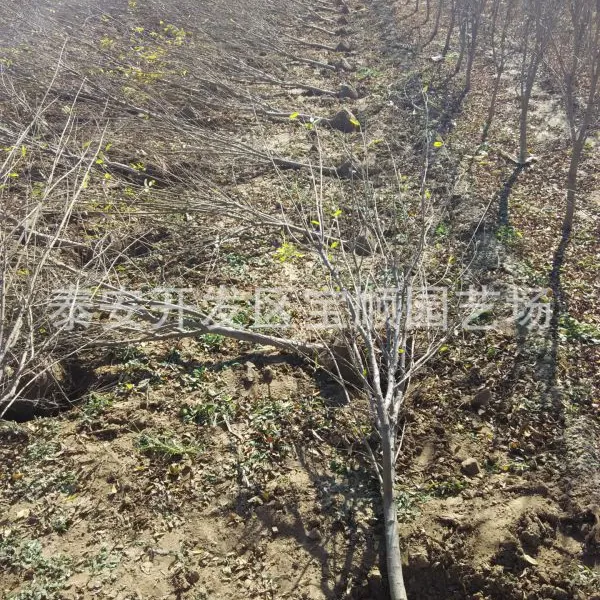石榴树 石榴树苗批发 山东的石榴树种植基地 绿化果树苗